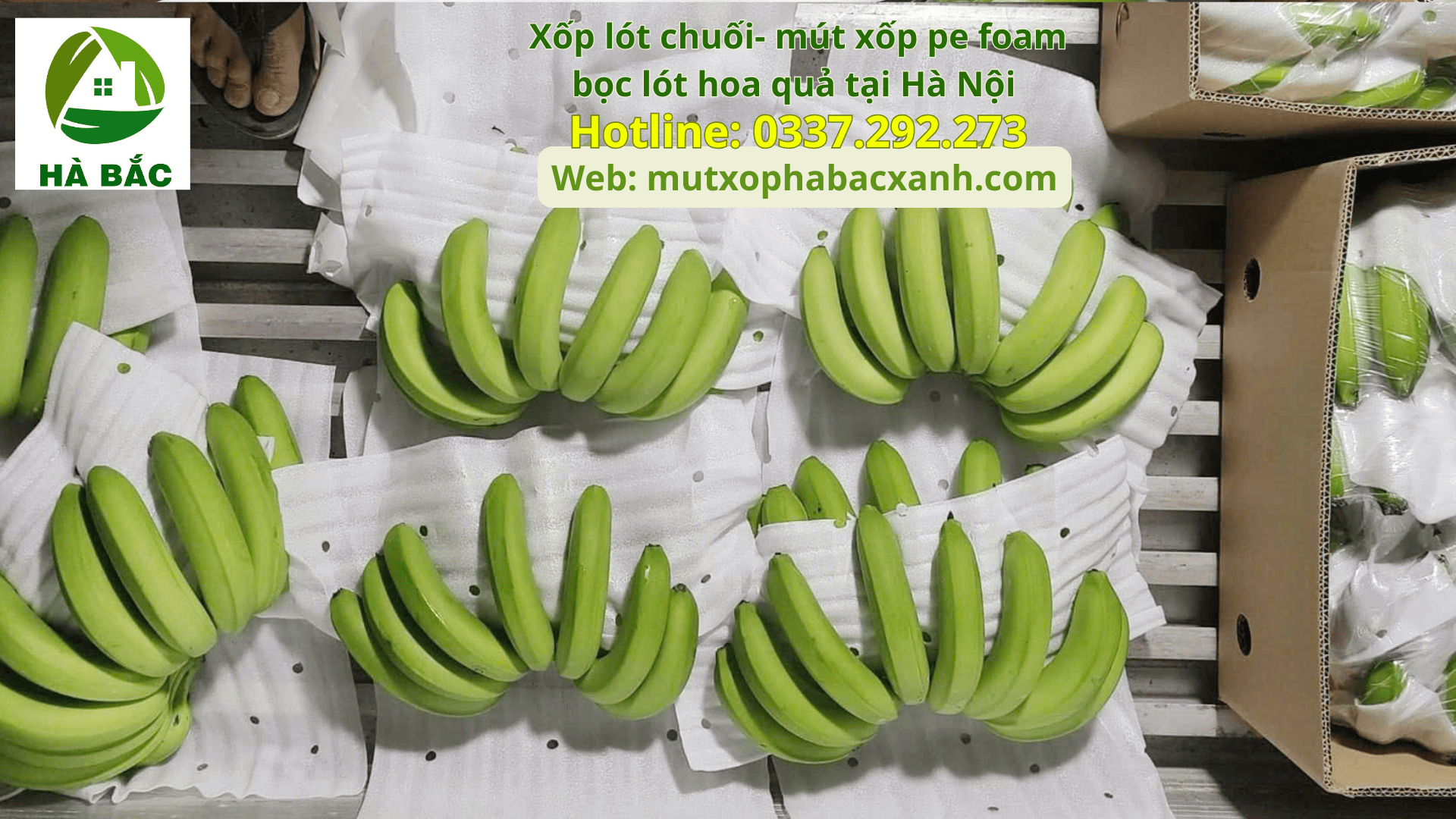Xốp lót chuối- mút xốp pe foam bọc lót hoa quả tại Hải Dương